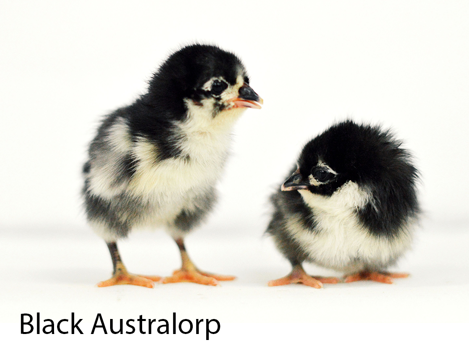 black australorp chicks characteristics