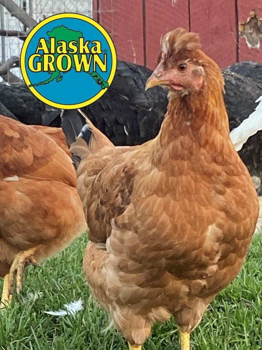 Mature Chickens Hens/Pullets – Polaris Hatchery