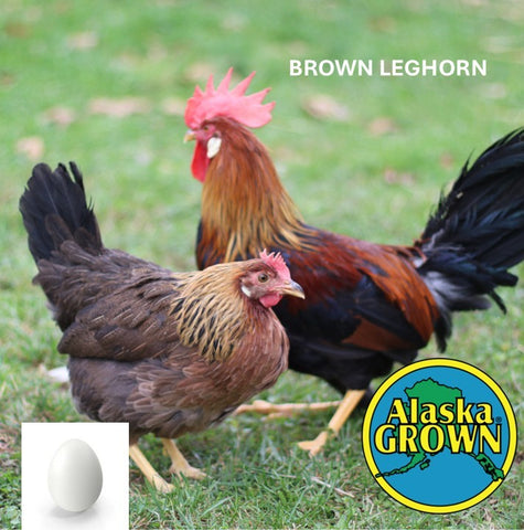 Brown Leghorn- Pullets/Females - 16 Weeks