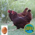 Red Star - Pullets/Females - 16 Weeks