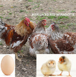 Blue Laced Red Wyandotte (Chick/Female/Pullet)