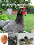 Blue Sapphire Plymouth Rock (Chick/Female/Pullet)