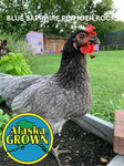 Blue Sapphire Plymouth Rock - Pullets/Females - 16 Weeks