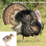 Broad Breasted Bronze (Turkey/Poult/Straight Run)