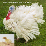 Broad Breasted White (Turkey/Poult/Straight Run)