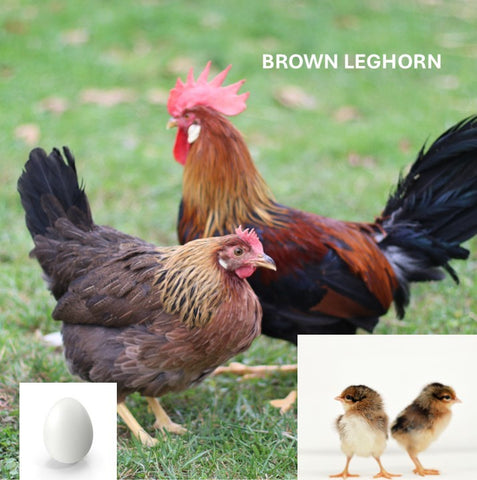 Brown Leghorn (Chick/Female/Pullet)