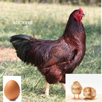 Buckeye (Chick/Female/Pullet)