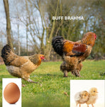 Buff Brahma (Chick/Female/Pullet)