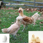 Buff Laced Polish (Chick/Female/Pullet)