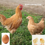 Buff Orpington (Chick/Female/Pullet)