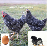 Barred Plymouth Rock (Chick/Female/Pullet)