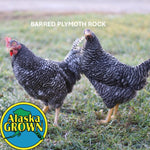 Barred Plymouth Rock - Pullets/Females - 16 Weeks