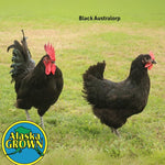 Black Australorp- Pullets/Females - 16 Weeks Old