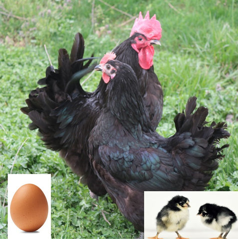 Black Jersey Giant (Chick/Female/Pullet)