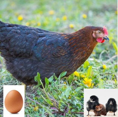 Black Sex Link (Chick/Female/Pullet)