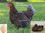 Blue Laced Gold Wyandotte (Chick/Female/Pullet)