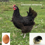 Chocolate Orpington (Chick/Female/Pullet)