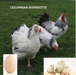 Columbian Wyandotte (Chick/Female/Pullet)