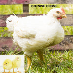 Cornish Cross (Chick/Straight Run)