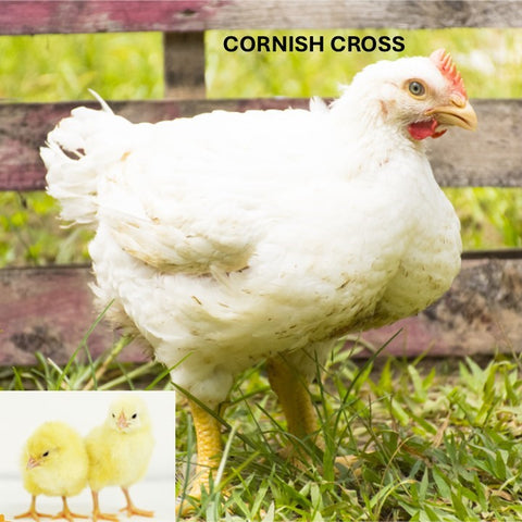 Cornish Cross (Chick/Straight Run)