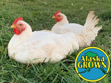 Cornish Cross Broilers - Adult-finished, ready to process - Deposit