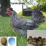 Cream Legbar (Chick/Female/Pullet)