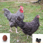 Cuckoo Marans (Chick/Female/Pullet)