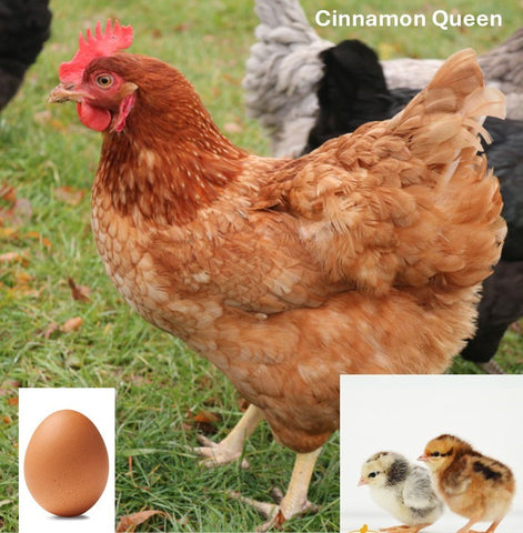 Cinnamon Queen (Chick/Female/Pullet)