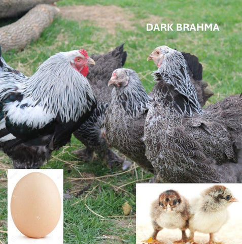 Dark Brahma (Chick/Female/Pullet)