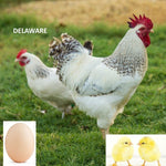 Delaware (Chick/Female/Pullet)