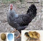 Easter Egger (Chick/Female/Pullet)