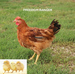 Freedom Ranger (Chick/Straight Run)