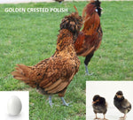 Golden Crested Polish (Chick/Female/Pullet)