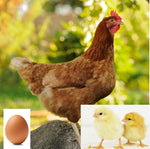 Golden Comet (Chick/Female/Pullet)