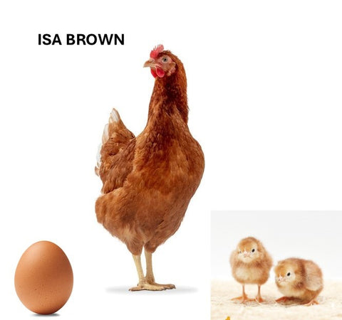 ISA Brown (Chick/Female/Pullet)