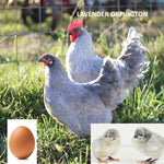 Lavender Orpington (Chick/Female/Pullet)