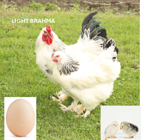 Light Brahma (Chick/Female/Pullet)