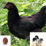 Midnight Majesty Maran (Chick/Female/Pullet)