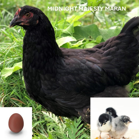 Midnight Majesty Maran (Chick/Female/Pullet)