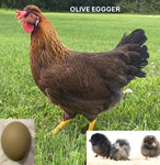 Olive Egger (Chick/Female/Pullet)