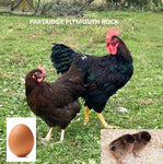 Partridge Plymouth Rock (Chick/Female/Pullet)