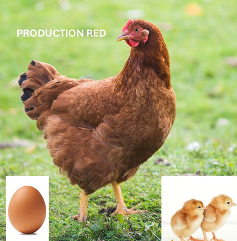 Production Red (Chick/Female/Pullet)