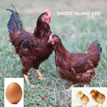 Rhode Island Red (Chick/Female/Pullet)