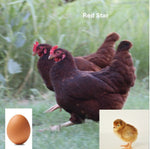 Red Star (Chick/Female/Pullet)