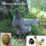 Sapphire Olive Egger (Chick/Female/Pullet)