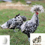 Silver Polish (Chick/Female/Pullet)