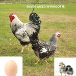 Silver Laced Wyandotte (Chick/Female/Pullet)