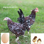 Speckled Sussex (Chick/Female/Pullet)