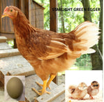 Starlight Green Egger (Chick/Female/Pullet)