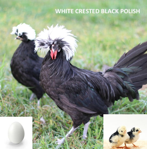 White Crested Black Polish (Chick/Female/Pullet)